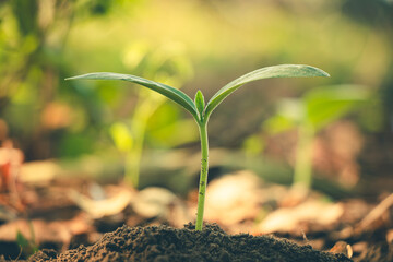 Tree seedling growing on the ground.