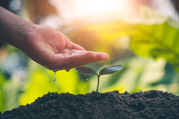 Tree seedlings planted in the ground are taken care of by farmers.