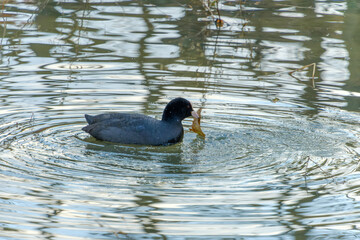 水面を泳ぐオオバン