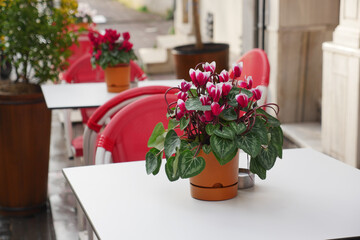 Bright cyclamen flowers adorn outdoor cafe tables in springtime