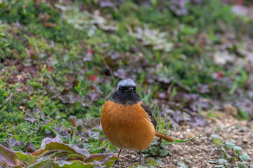 ジョウビタキの雄と草むらの風景