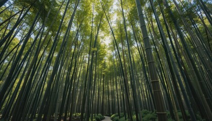 Lush Green Bamboo Forest with Sunlight Shining Through Trees
