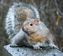 eastern gray squirrel