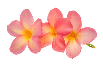 Fototapeta premium Trio of Pink and Yellow Plumeria Blossoms Blooming with Transparent Backdrop Revealing Delicate Petal Texture and Fragrant Tropical Beauty