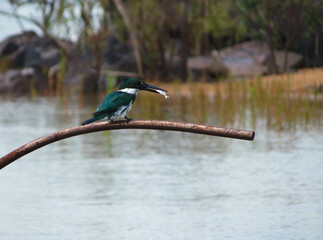Kingfisher