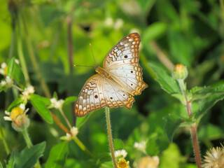 Anartia jatrophae