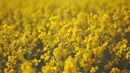 Fototapeta premium field of yellow flowers