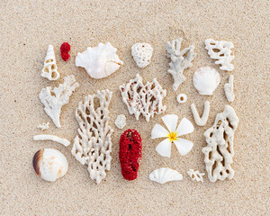 Seashell, Tropical white flower, Corals Composition on beach sand. Minimal flat lay pattern variety...