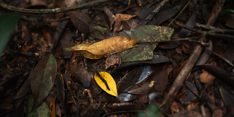 Green Leave Foliage Forest, Abstract Texture of Nature Flora, Capturing Vibrant Color of Spring and Summer, Bright Fresh Background, Inspiration Design Wallpaper