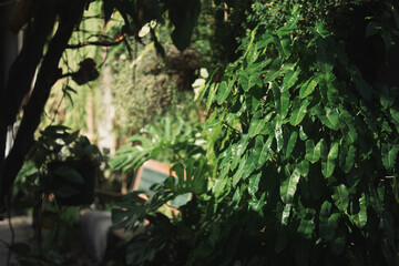 Green Leave Foliage Forest, Abstract Texture of Nature Flora, Capturing Vibrant Color of Spring and Summer, Bright Fresh Background, Inspiration Design Wallpaper