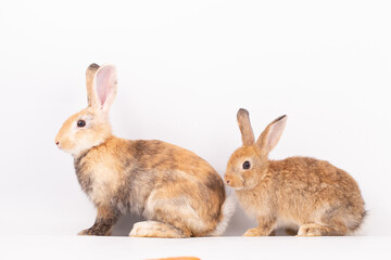 Adorable Pet Rabbit, Cute Fluffy, White Mammal with Large Ears on Background, Showcasing Its Small, Furry, Domestic Nature, Perfect for Easter Celebrations and Farm Enthusiasts