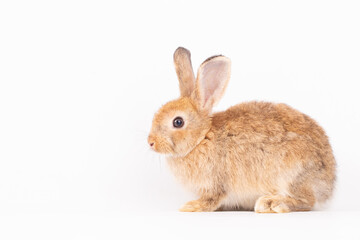Adorable Pet Rabbit, Cute Fluffy, White Mammal with Large Ears on Background, Showcasing Its Small, Furry, Domestic Nature, Perfect for Easter Celebrations and Farm Enthusiasts