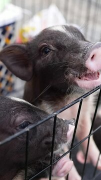 Mini Pigs Feeding in Bangkok Market