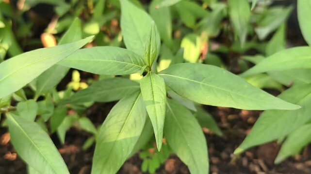 Vietnamese coriander