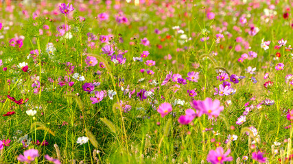 秋のコスモス畑