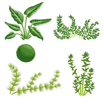 vector drawing aquarium algae , green seaweed, water plants, Cladophora ball, coontails, Java moss, elodea and anubias, isolated at white background, hand drawn illustration