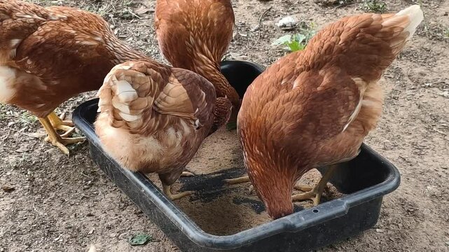 Chickens of the Lohmann Brown breed of brown color are walking on the field. Young laying hens on a small home farm