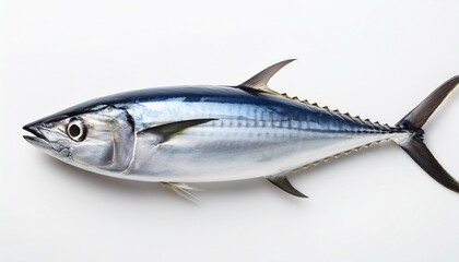 Fototapeta premium fish atlantic bonito on white background