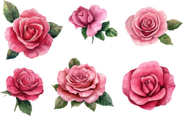 set of roses vector illustration