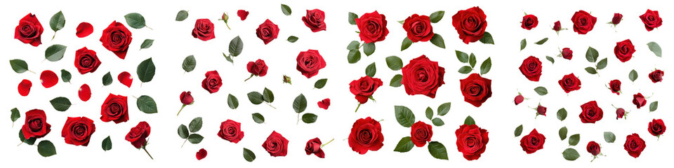 A beautiful arrangement of vibrant red rose blooms and petals scattered across a clean white backdrop creating a romantic and floral themed composition