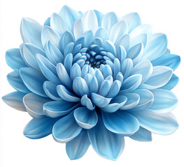 Fototapeta premium blue chrysanthemum flower on a white background, no shadows,