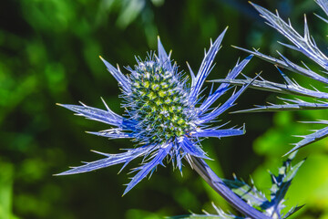Blue Green Sea Holly Flower Bellevue Washington