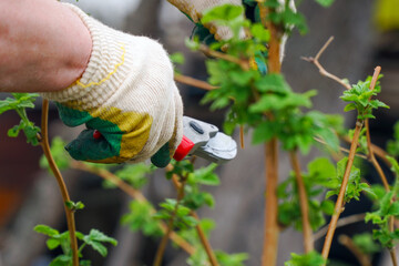 Women's gloved hands are pruning raspberries with a pruner in the garden
