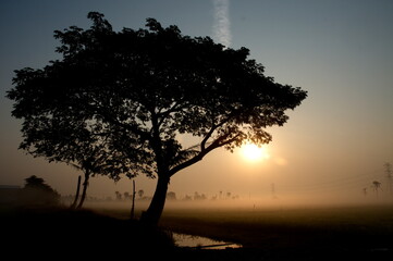 sunset in the forest