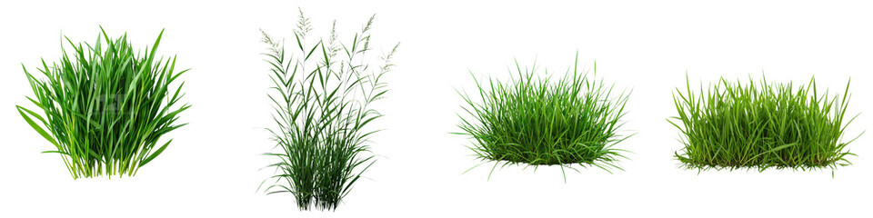 Abundant green grass and verdant foliage in a tranquil natural environment