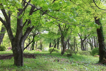 新緑の森の風景。
