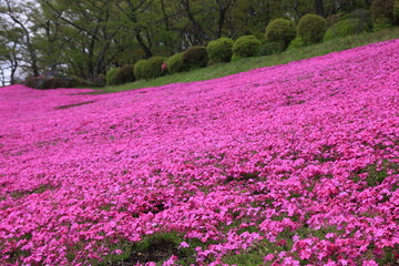 Obraz premium 芝桜の野原