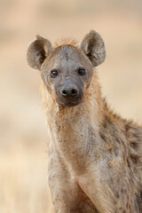 Portrait of an alert spotted hyena (Crocuta crocuta), Kalahari desert, South Africa.
