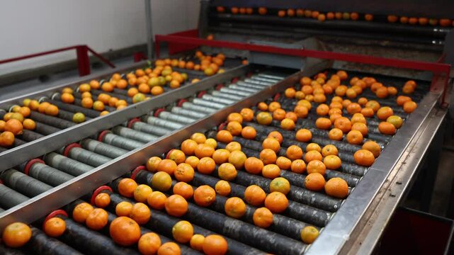 Closeup view of freshly picked ripe mandarins on industrial sorting line at packaging factory