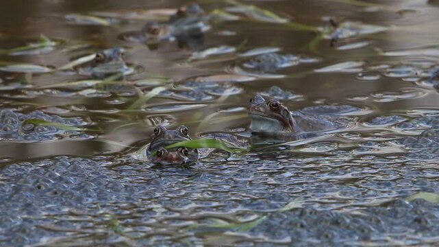A pair of Common Frogs, Rana temporaria, in amplexus amongst clumps of spawn with another frog calling nearby. Early Spring. England. UK
