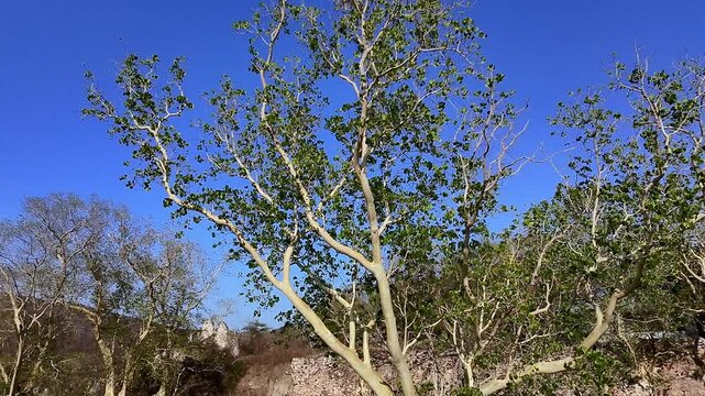 Low angle view of amate trees thriving under a clear blue sky at Hacienda de San Jacinto Ixtoluca, highlighting the natural beauty and cultural heritage of Morelos, Mexico