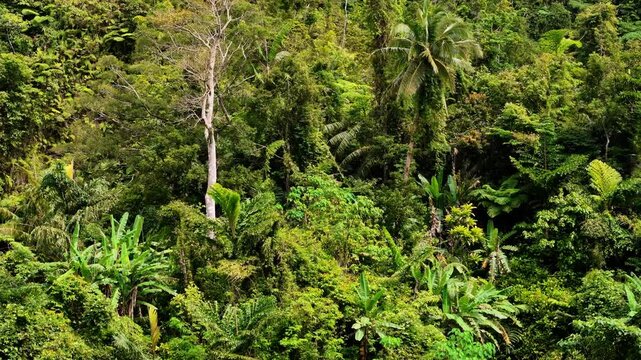 A dramatic drone flight highlights the dense rainforest canopy in Mindanao, Philippines, uncovering vast biodiversity, thick vegetation, and serene natural vistas.