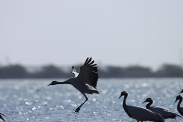 Demoiselle crane fly at river. Grus virgo.