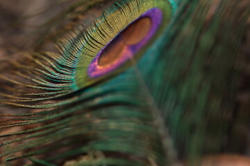 Peacock feather closeup. Selective focus.