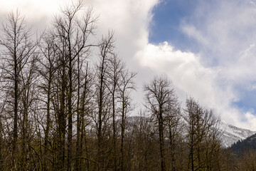 Forest During Wintertime With Bare Trees Against a Blue Sky and Snowy Mountains