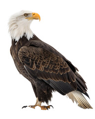Fototapeta premium american bald eagle
