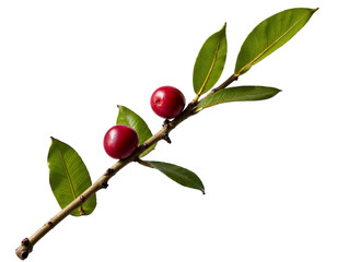 red cherries on a branch