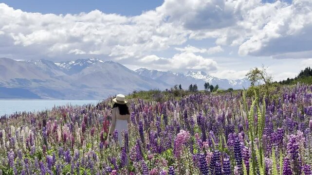 A beautiful girl in a dress and hat walks through a field of colorful pink, blue and yellow lupines with turquoise Pukaki Lake and mountains in the background. Springtime in New Zealand, South Island