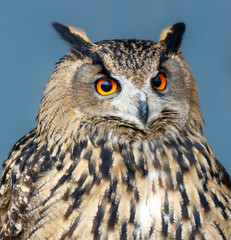A large brown owl with yellow eyes stares at the camera