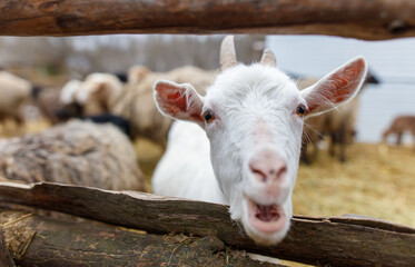 A white goat is standing in front of a wooden fence