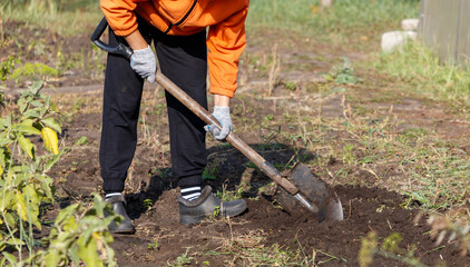 A person is digging in the dirt with a shovel