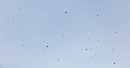 A blue sky with many birds flying in it