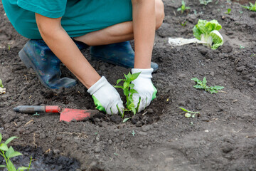 A person is planting a seedling in the dirt