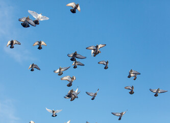 A flock of pigeons flying in the sky