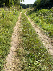 A dirt road with grass growing on it