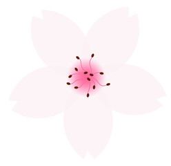 cherry blossoms, Light pink